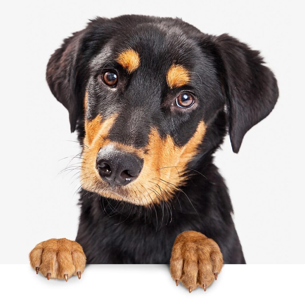 Young dog with black and tan fur
