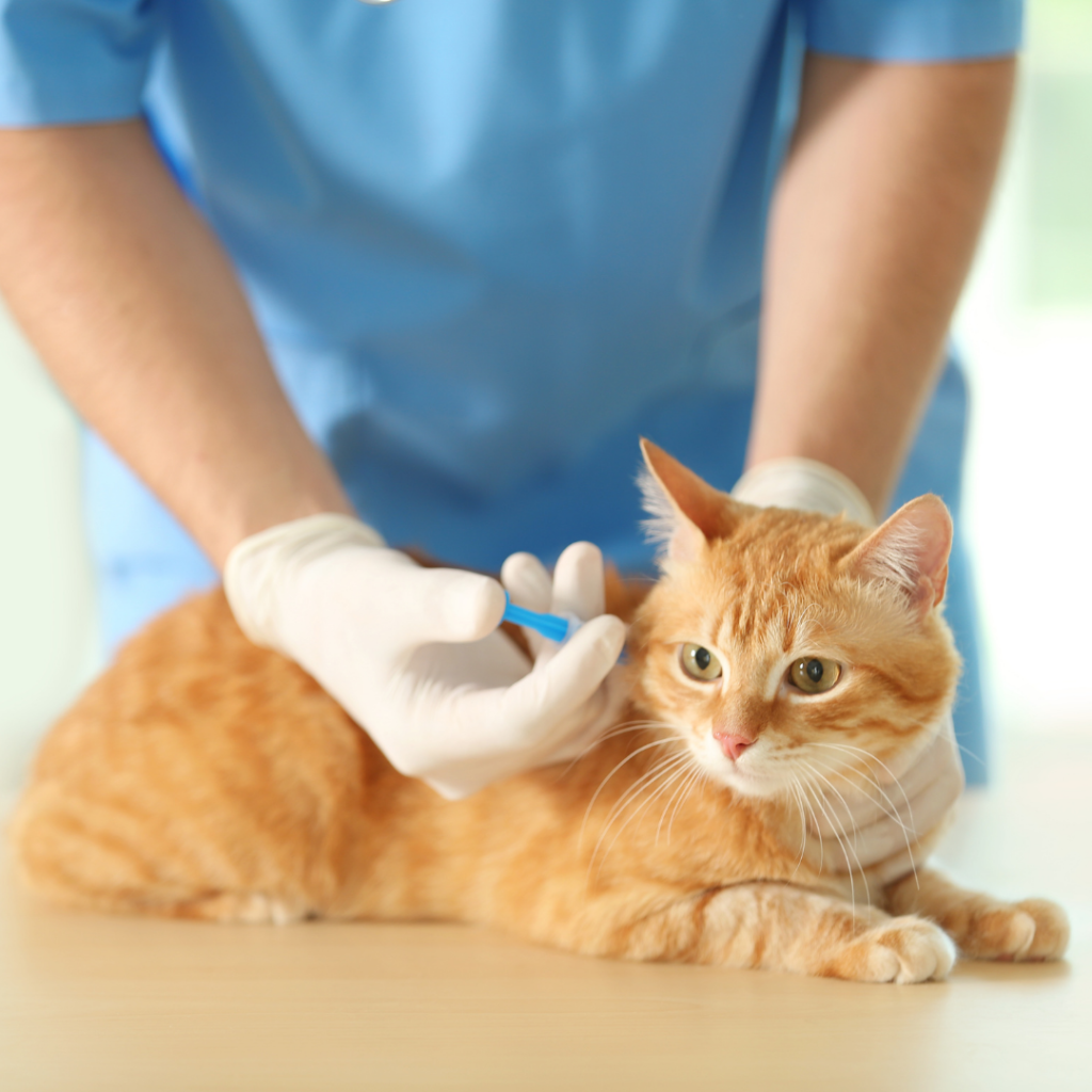 Cat receiving the rabies vaccine.