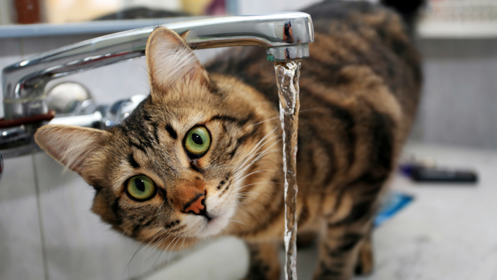 Cat under sink faucet